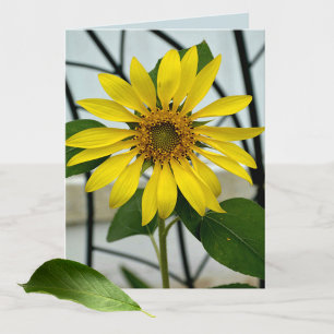 Tournesol jaune Botanique Floral blanc carte