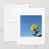 Tournesol jaune, Carte postale du ciel bleu (Devant / Derrière)