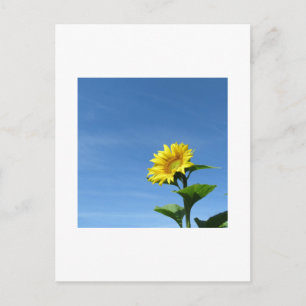 Tournesol jaune, Carte postale du ciel bleu