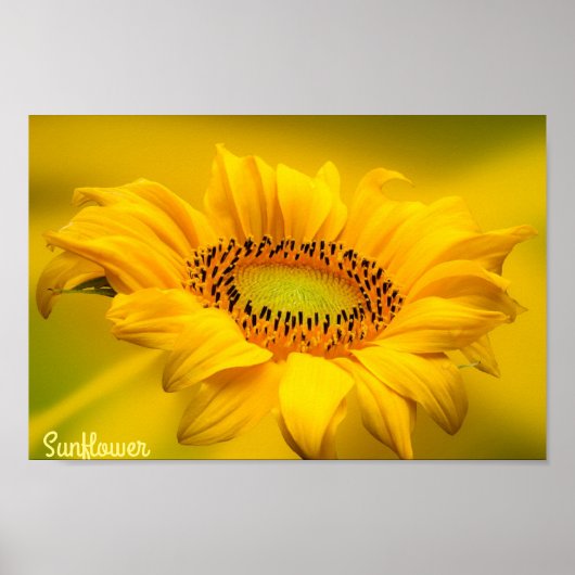 Tournesol Jaune Clair Art Mural Mat (Devant)