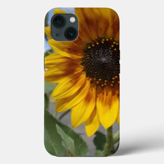 Tournesol jaune doré, iPhone 13 Coque (Verso)
