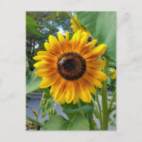 Tournesol jaune joyeux avec carte postale