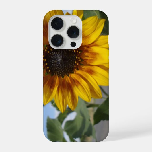 Tournesol Moment Doré, (Verso)