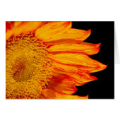 Tournesol orange vif à l'intérieur (Devant horizontal)