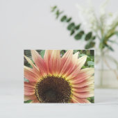 Tournesol rose 51 ~ carte postale (Debout devant)