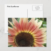Tournesol rose 51 ~ carte postale (Devant / Derrière)