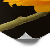 Tournesol sur affiche noire (Coin)