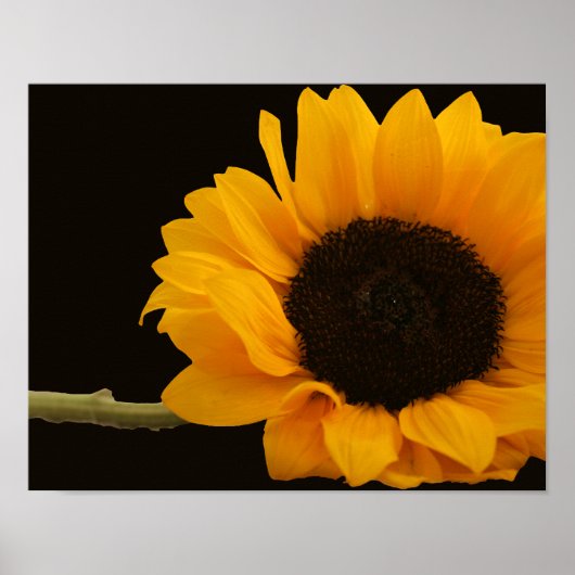 Tournesol sur affiche noire (Devant)