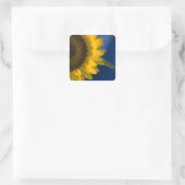 Tournesol sur Sticker Carré Bleu (Sac)