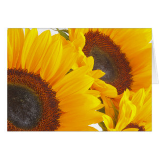 Tournesol Triplettes