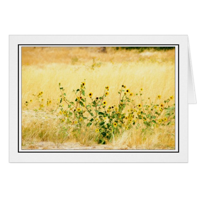 Tournesols (Devant horizontal)