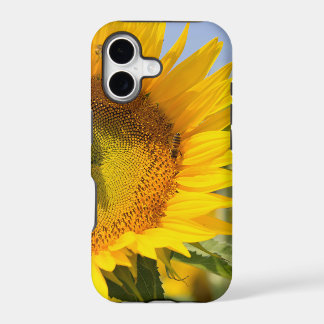 Tournesols glorieux !