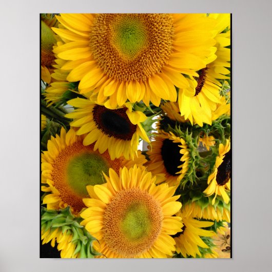 Tournesols Jaunes Jaunes Poster Décor (Devant)