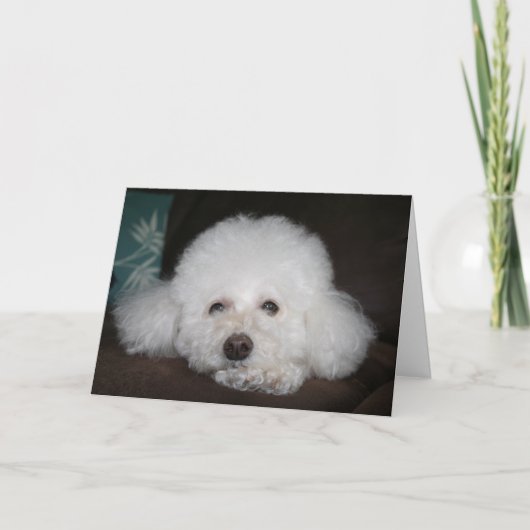 Tout ira bien Carte Chien (Devant)