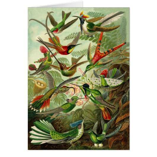 Tout-Occasion d'illustration de colibri de Haeckel (Devant)