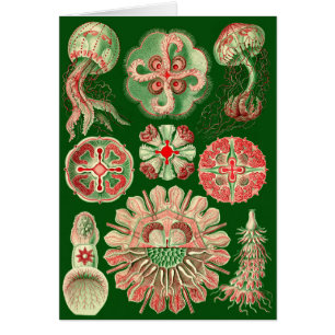 Tout-Occasion rouge et verte de méduses marines d