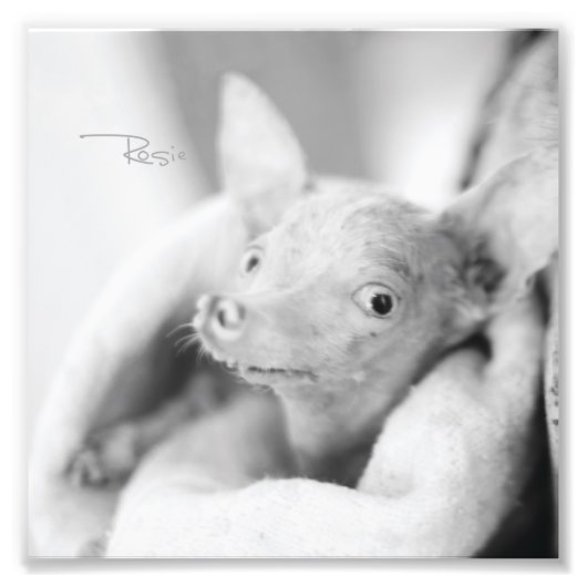 Tout Rosie Photo (Devant)