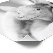 Tout Rosie Photo (Coin)