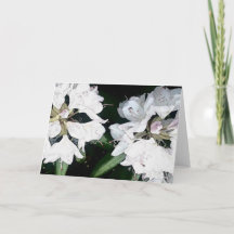 Toute la carte de voeux d'occasion (blanc à