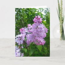 Toute la carte de voeux d'occasion (blanc à