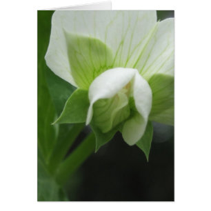 Toute Occasion Floral Macro Photographie