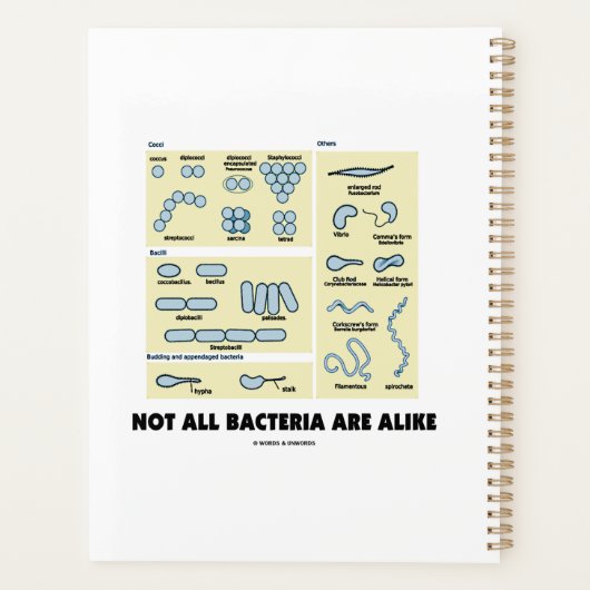 Toutes Les Bactéries Ne Sont Pas Comme La Morpholo (Dos)