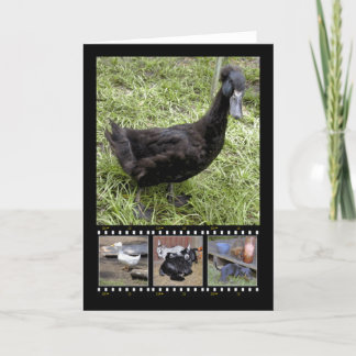 Toutes les cartes de voeux Quacked Up Film Strip