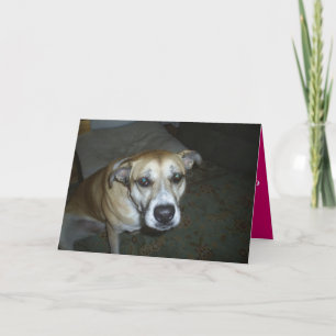Toutes les occasions Carte de voeux du chien au ma