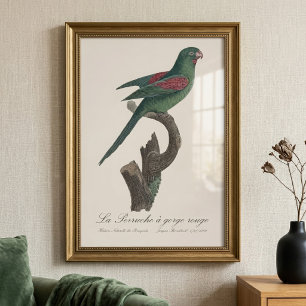 Tovi-parkiet, Brotogeris jugularis Foto Afdruk