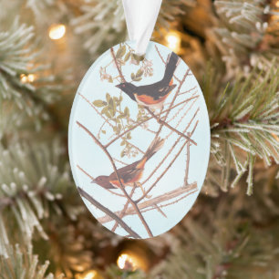 Towee Bunting Audubon Black and Orange Song Birds