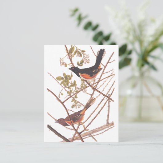 Towee Bunting Audubon Black en Oranje Song Birds Briefkaart (Staand voorkant)