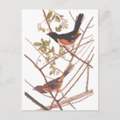 Towee Bunting Audubon Black en Oranje Song Birds Briefkaart (Voorkant)