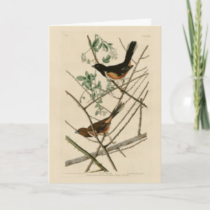 Towee Bunting (Eastern Towee) van Audubon's vogels Kaart