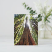 Towering Redwoods Briefkaart (Staand voorkant)