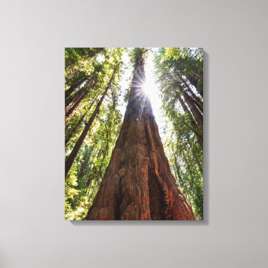 Towering Redwoods Canvas Afdruk (Voorkant)