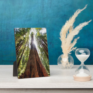 Towering Redwoods Fotoplaat