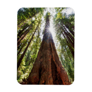 Towering Redwoods Magneet