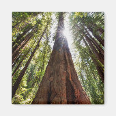 Towering Redwoods Magneet (Voorkant)