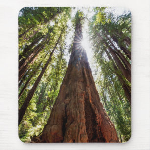 Towering Redwoods Muismat
