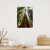 Towering Redwoods Poster (Keuken)