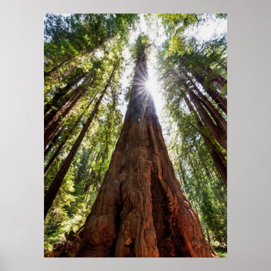 Towering Redwoods Poster (Voorkant)