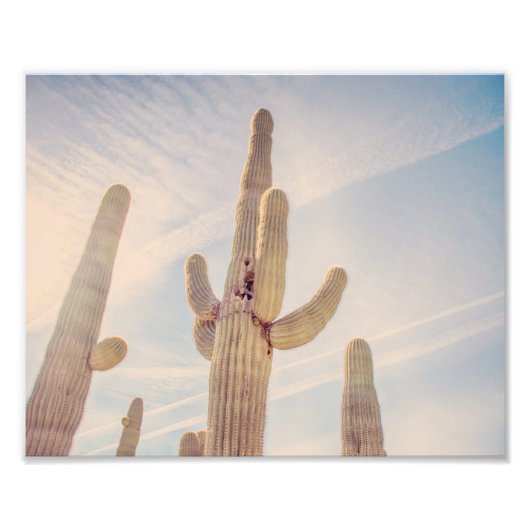 Towering Saguaro Cacti | Fotoafdrukken Foto Afdruk (Voorkant)