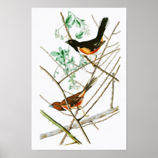 Towhe Bunting John James Audubon Birds of America Poster