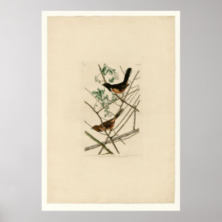 Towhe Bunting Poster