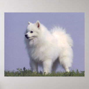 Toy American Eskimo Chien Impression