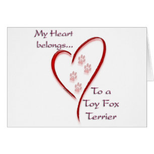 Toy Fox Terrier Coeur Appartient