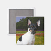 Toy Fox Terrier Magnet (Recto/Verso)