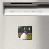 Toy Fox Terrier Magnet (In Situ (Lave-vaisselle))
