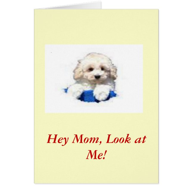 Toy Poodle (Voorkant)