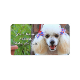Toy Poodle chiot étiquettes de adresse